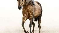 Gorgeous AQHA Quarter Horse Sooty Palomino Mare