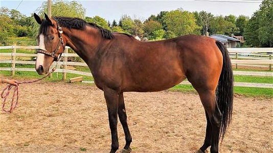Athletic, Versatile 6yr Old 16.2hh Bay Thoroughbred Mare