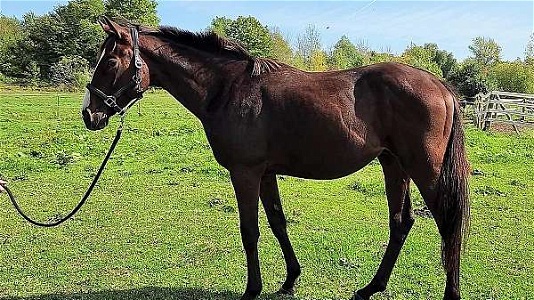 Short, Compact, Athletic 3yr Old Bay Thoroughbred Gelding