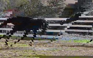 Rising 2 Black Black Dutch Warmblood Gelding Swedish Warmblood for Oswego, NY