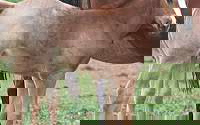 AQHA Red Roan Fillies, Grays Starlight  Quarter Horse Quarter for Rock Rapids, IA