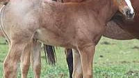AQHA Red Roan Fillies, Grays Starlight  Quarter Horse