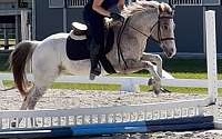 13.1 POA Jumper Pony Red Roan Gelding Ponies for Vero Beach, FL