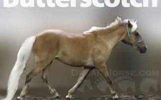 Little Bit O’ Palomino Miniature Horse Mare Miniatures for Georgetown, KY