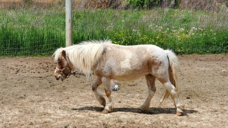 Beautiful Mini Paint Unknown Miniature Horse Mare