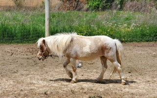 Beautiful Mini Paint Unknown Miniature Horse Mare Miniatures for Clarkson, KY