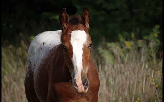 Splash White, Homozygous Bay Appaloosa Colt Appaloosas for Gainesville, TX