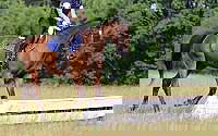 Beginner Friendly Xc and Hunter Bay Dutch Warmblood Gelding Swedish Warmblood for Canton, TX
