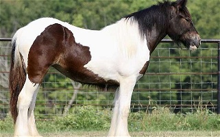 Show Quality Tobiano Gypsy Vanner Filly Gypsy Vanner for Canton, TX