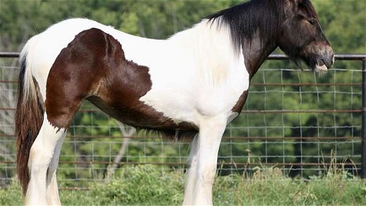 Show Quality Tobiano Gypsy Vanner Filly