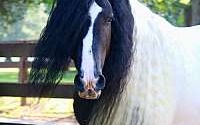 Exceptional Show Quality Tobiano Gypsy Vanner Gelding Gypsy Vanner for Greer, SC