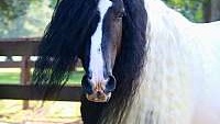 Exceptional Show Quality Tobiano Gypsy Vanner Gelding