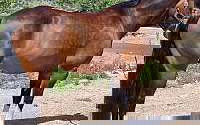 Attractive SHIRE Cross Sporthorse Bay Warmblood Mare Swedish Warmblood for Colorado City, CO