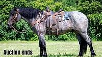 Dun Percheron Gelding Draftcross Trail Horse