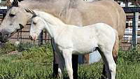 Perlino Andalusian Colt