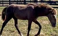 Tennessee Walking Yearling Tennessee Walking Horse for Crittenden, KY