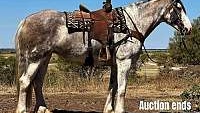 Colorful Draftcross, Ranch Blue Roan Clydesdale Mare