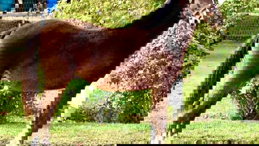 Bay Oldenburg Colt