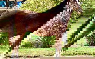 Bay Oldenburg Colt Oldenburg for Riverside, CA