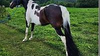 Absolutely Stunning, Bay Tobiano Spotted Saddle Mare