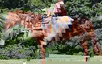 Family Safe, Red Roan, Fancy Broke Quarter Horse Gelding Quarter for Mount Vernon, KY