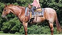 Family Safe, Red Roan, Fancy Broke Quarter Horse Gelding