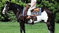 Fancy Paint Ranch or Trail Horse Black Quarter Horse Gelding