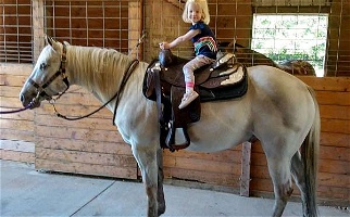 Ranch Type White POA Gelding Ponies for Fremont, MI