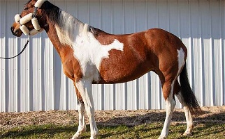 Jump - Trail - Family APHA Tobiano Paint Mare Paints for Lowell, MI