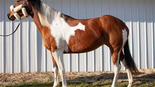 Jump - Trail - Family APHA Tobiano Paint Mare