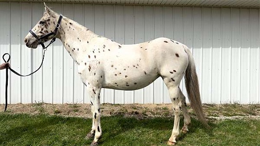 Gentle All Arounder Leopard Other Appaloosa Mare