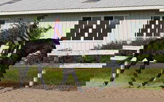 Bay Hanoverian Mare Dressage Schoolmaster Hanoverian for Lowell, MI