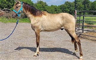 Handsome Homozygus Dun Blue Grulla Tennessee Walking Colt Tennessee Walking Horse for DeWitt, MI