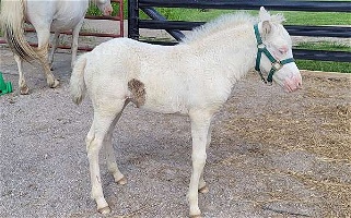 Adorable Tovero Icelandic Filly With 2 Blue Eyes Icelandic for DeWitt, MI