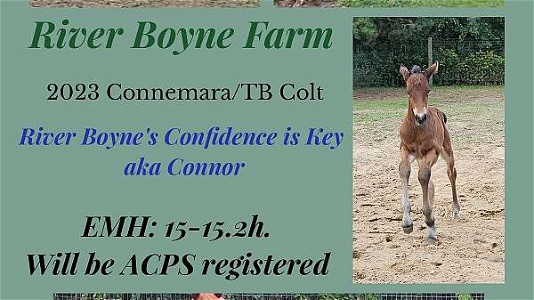 TB for Dressage Bay Connemara Pony Colt