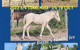 Perlino Connemara Pony Colt Ponies for Boyne City, MI