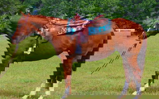 Grade Quarter Horse Quarter for Dowagiac, MI
