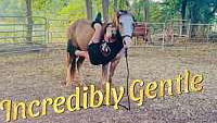 Buckskin Quarter Horse Gelding