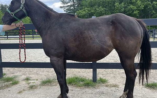 Black Quarter Horse Mare Quarter for Bath, NC