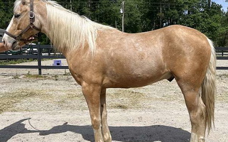 Palomino Quarter Horse Gelding Quarter for Bath, NC