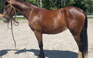 Bay Friesian Mare Friesians for Bath, NC