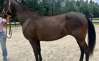 Bay Tennessee Walking Mare Tennessee Walking Horse for Bath, NC