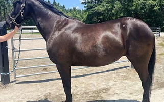 Black Quarter Horse Mare Quarter for Bath, NC