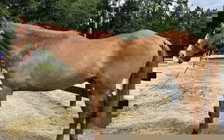 Dun Quarter Horse Gelding Quarter for Bath, NC