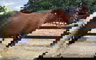 Pinto Tennessee Walking Mare Gaited Paint Tennessee Walking Horse for Bath, NC