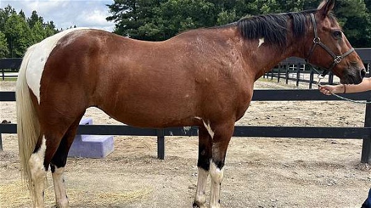 Pinto Tennessee Walking Mare Gaited Paint