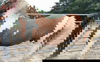 Pinto Draft Gelding Draft for Bath, NC