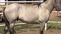 2019 Attractive Grulla Quarter Horse Stallion