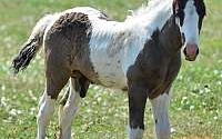 Sweet As Can be -Piebald Gypsy Vanner Colt Gypsy Vanner for Laona, WI