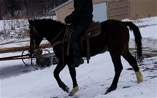 Curly Rules Black Bashkir Curly Gelding Cleveland Bay for Hager City, WI